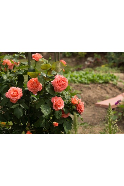 Троянда Діді Бріджуотер в ландшафтному дизайні